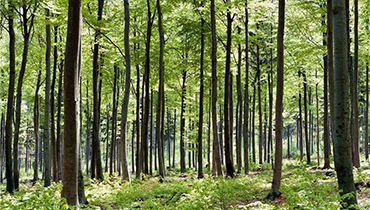 本溪林業GPS巡護管理